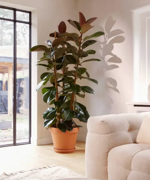 نبات المطاط