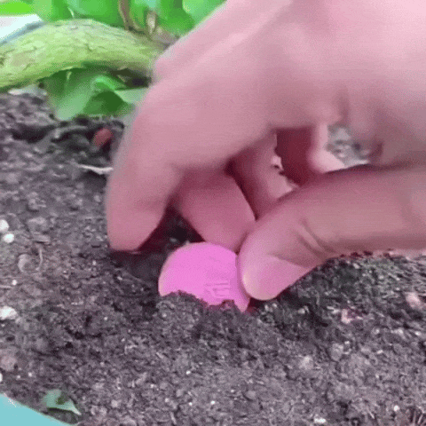 وضع القرص في التربة