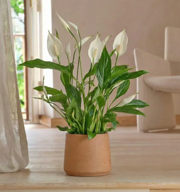 زنبق السلام